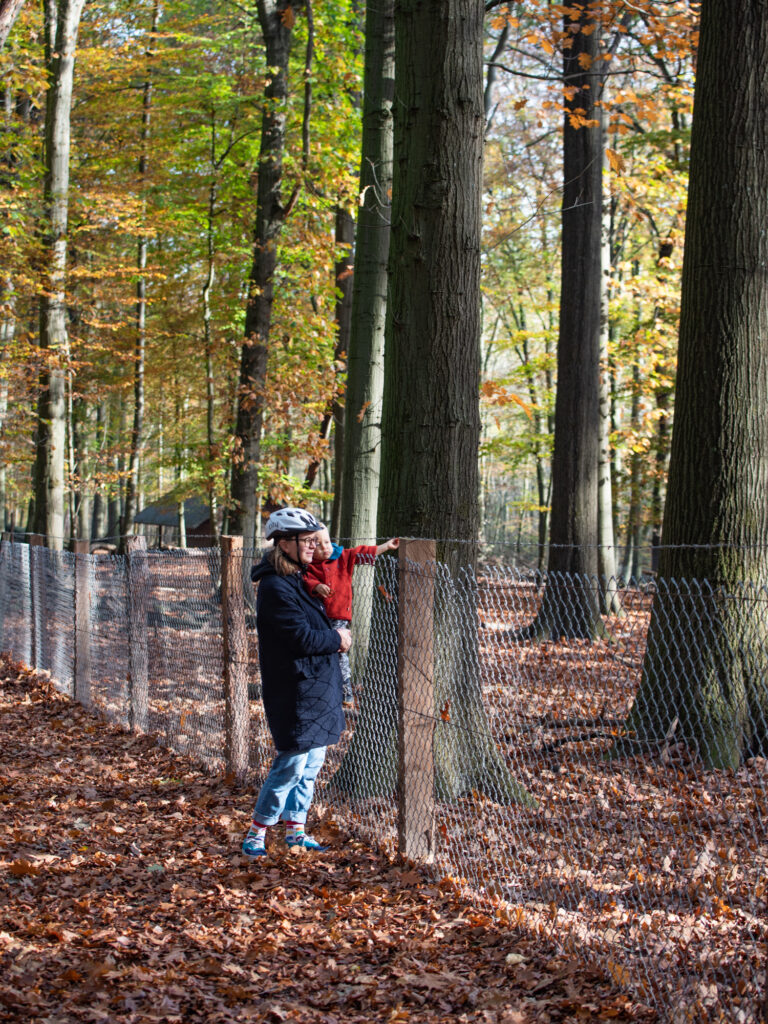 Dortmund mit Kindern | 7 Gründe, warum der Süggelwald Unser Lieblings-Ausflugsort in Dortmund ist