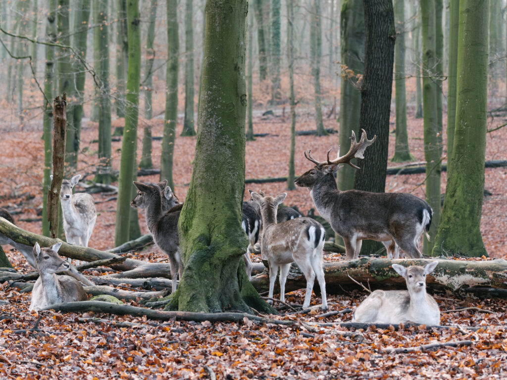 Süggelwald Dortmund