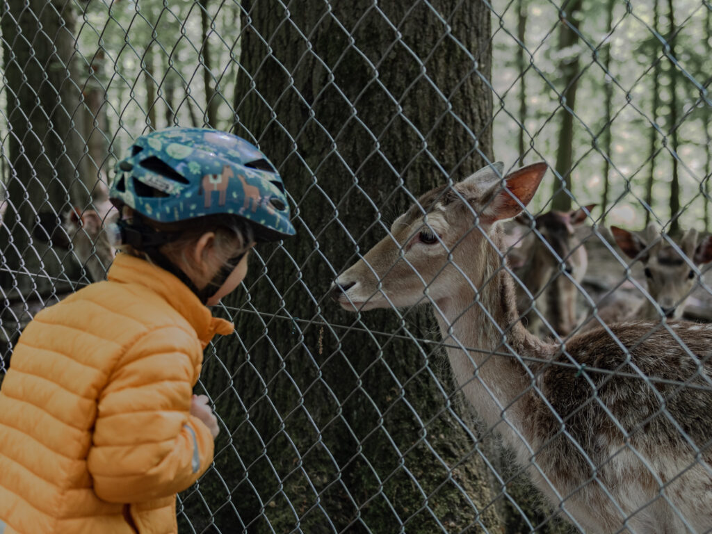 Rehe beobachten im Süggelwald