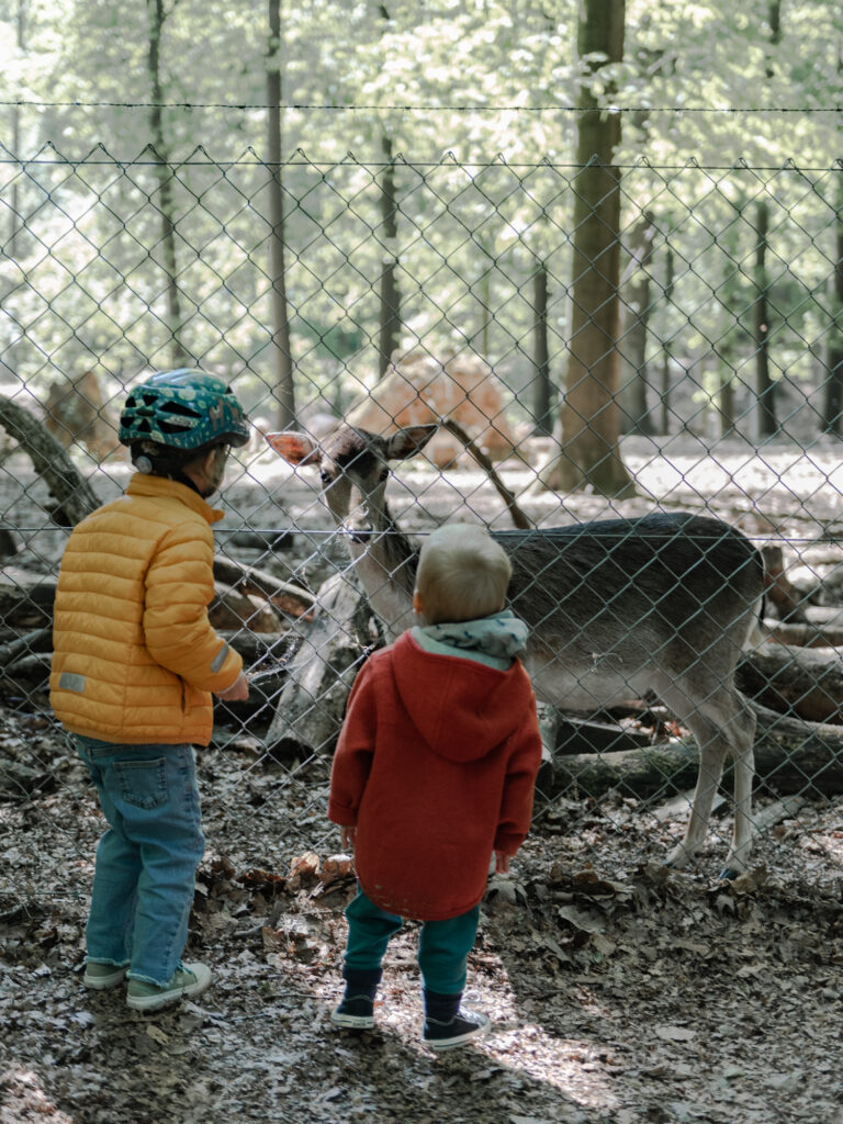 Rehe beobachten im Süggelwald!