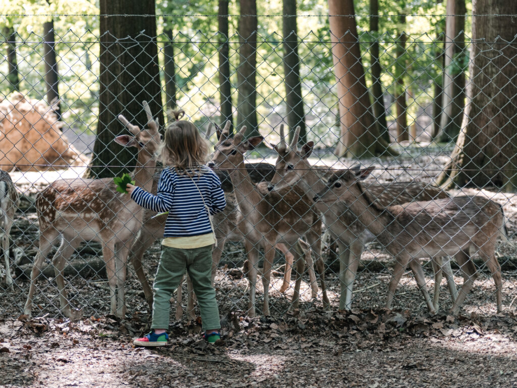 Dortmund mit Kindern | 7 Gründe, warum der Süggelwald Unser Lieblings-Ausflugsort in Dortmund ist
