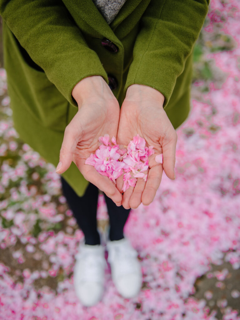 Krokusse, Magnolien, Kirschblüten: 13 Orte, an denen der Frühling in Dortmund besonders schön ist