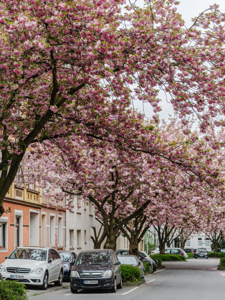 Krokusse, Magnolien, Kirschblüten: 13 Orte, an denen der Frühling in Dortmund besonders schön ist