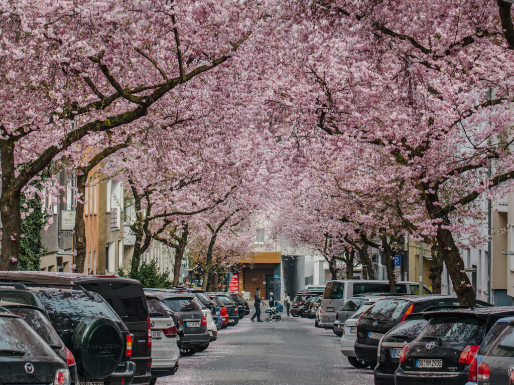 Krokusse, Magnolien, Kirschblüten: 13 Orte, an denen der Frühling in Dortmund besonders schön ist