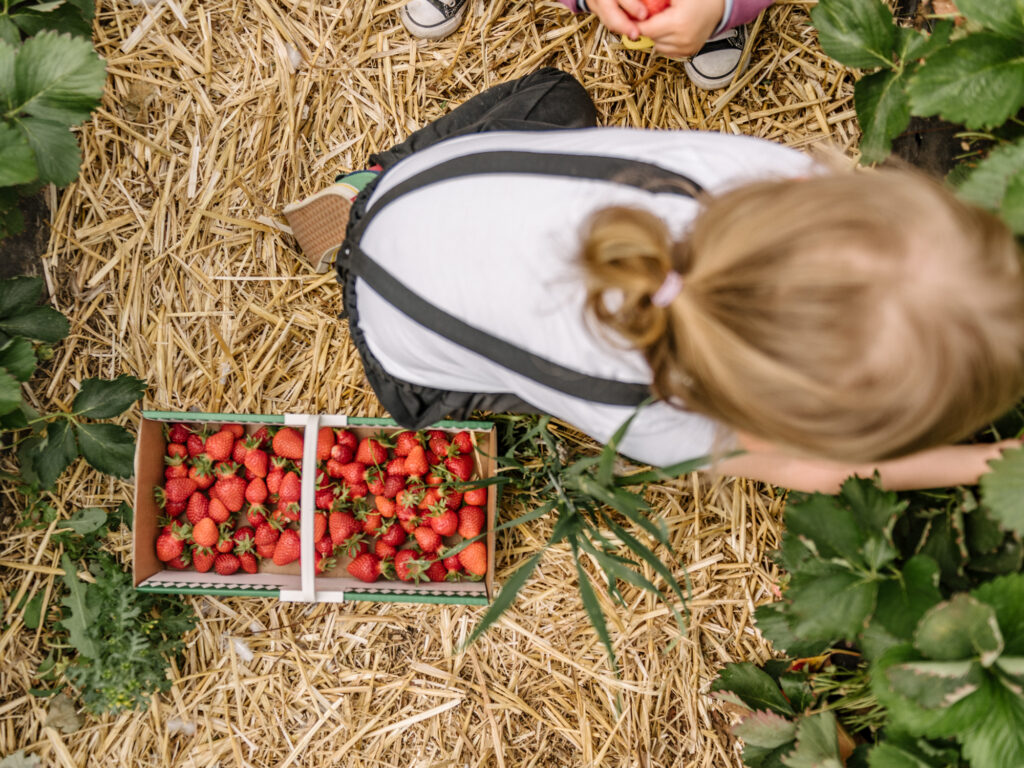 Erdbeeren in Dortmund selber pflücken