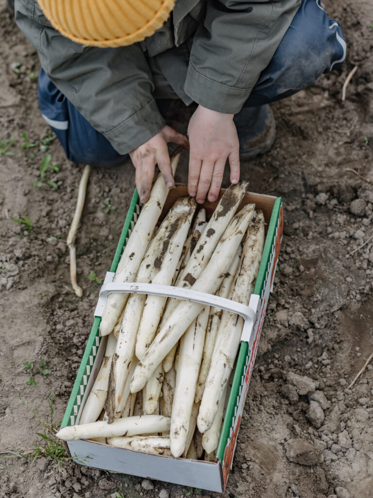 spargel selber stechen in dortmund